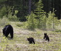 Rondreis Canada Zwarte beren