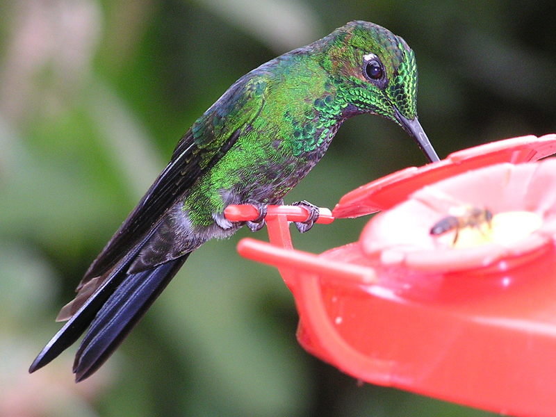 vogel Costa Rica  rondreis