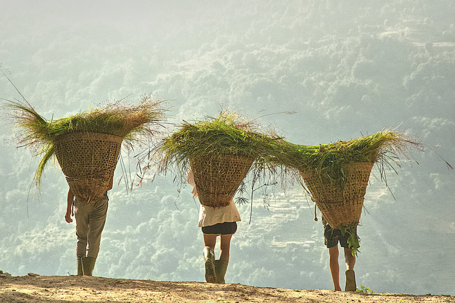 Familiereis Nepal gras dragers