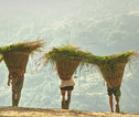 Familiereis Nepal gras dragers