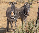 Familiereis Tanzania Zebra's