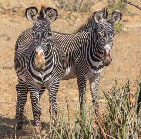 Familiereis Tanzania Zebra's