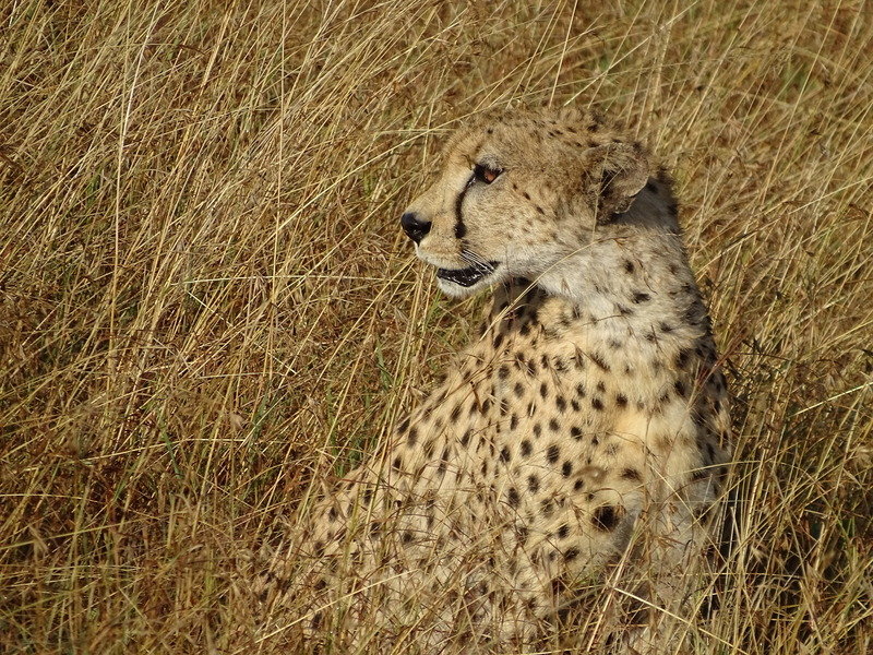 Familiereis Tanzania Cheeta