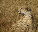 Familiereis Tanzania Cheeta