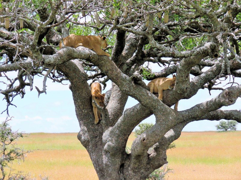 Familiereis Tanzania leeuwen