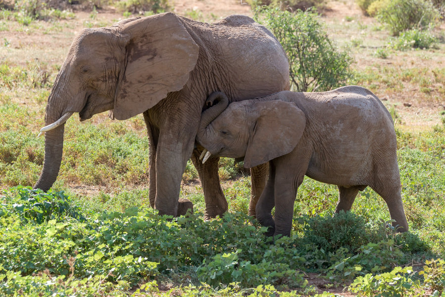 Familiereis Tanzania Olifanten