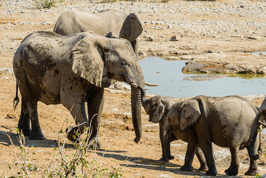 Rondreis Namibie Etosha Olifanten