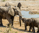 Rondreis Namibie Etosha Olifanten