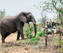 Rondreis Zuid-Afrika gamedrive olifant