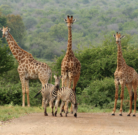 Rondreis Zuid-Afrika Krugerpark