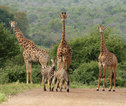 Rondreis Zuid-Afrika Krugerpark