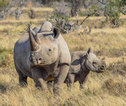 Rondreis Zuid-Afrika Hluhluwe neushoorns