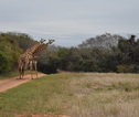 Rondreis Zuid-Afrika giraffen