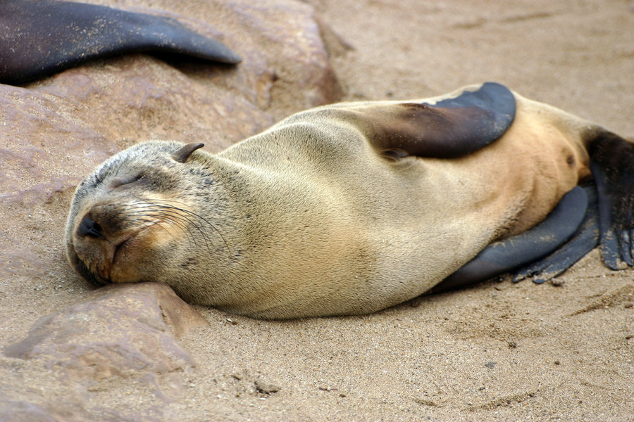 Rondreis Namibie Cape Cross