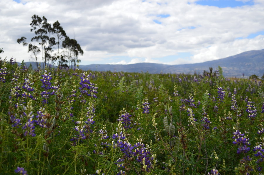 Rondreis Ecuador en Galapagos bloemen in landelijk Otavalo