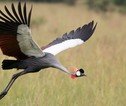 Rondreis Uganda Kraanvogel