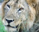 Rondreis Uganda Leeuw