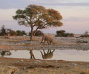 Rondreis Namibie Etosha Olifant
