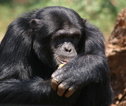 Rondreis Uganda Chimp