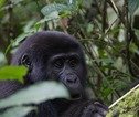 Rondreis Uganda Gorilla