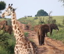 Rondreis Uganda Murchison Falls