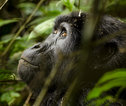 Rondreis Uganda Gorilla