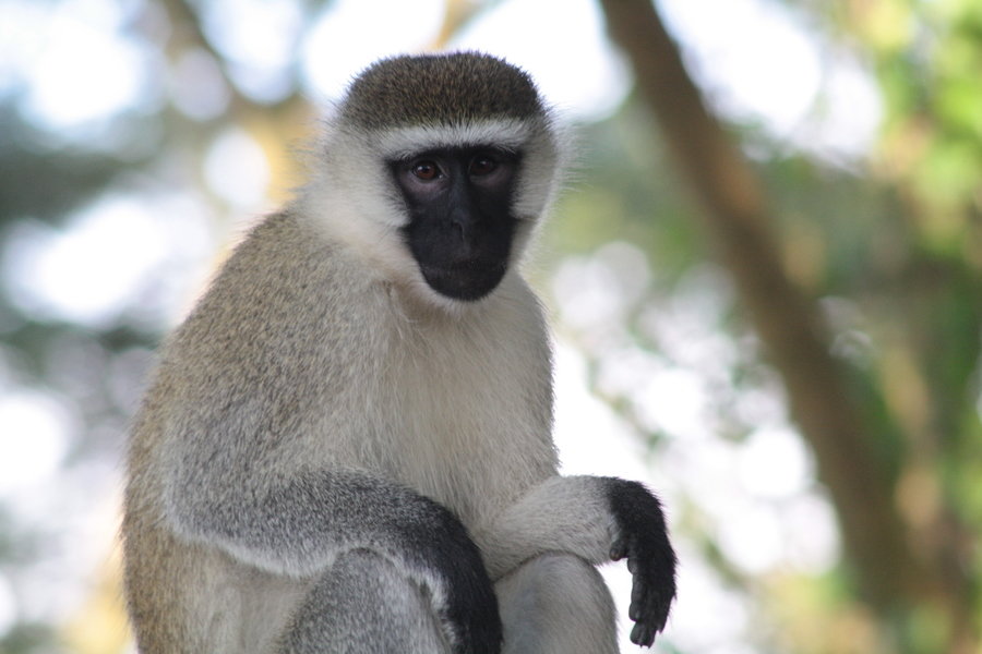 Rondreis Uganda Dieren