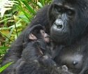 Rondreis Uganda Gorilla