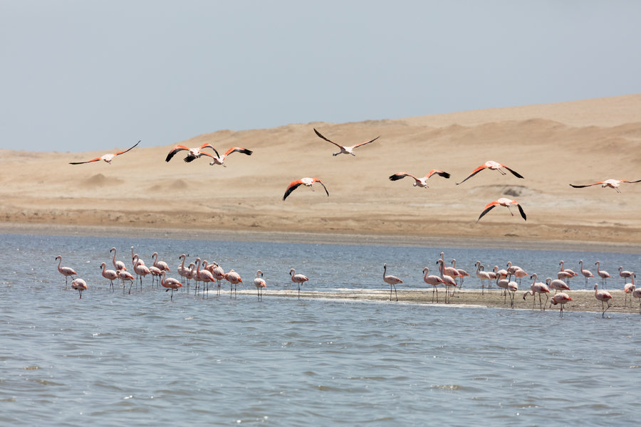 Familiereis Peru Isla Ballestas