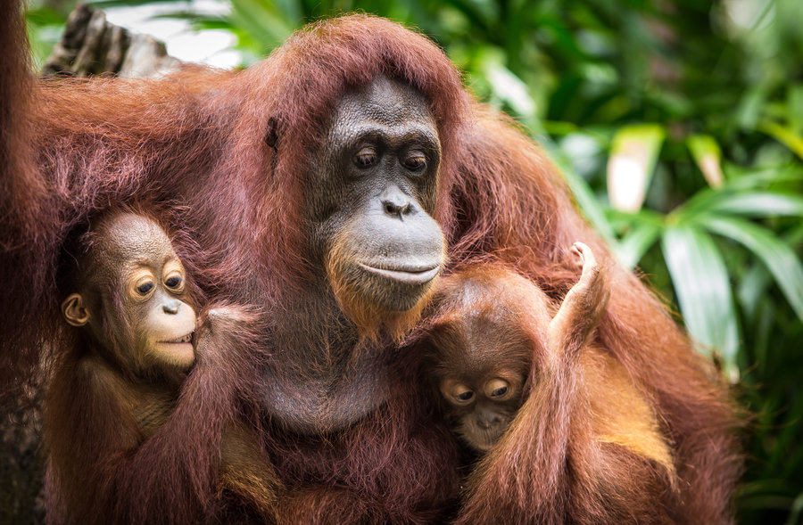 Rondreis West-Maleisië & Borneo orang oetan