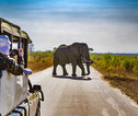 Rondreis Zuid-Afrika Kruger
