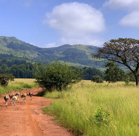 Rondreis Zuid-Afrika Swaziland