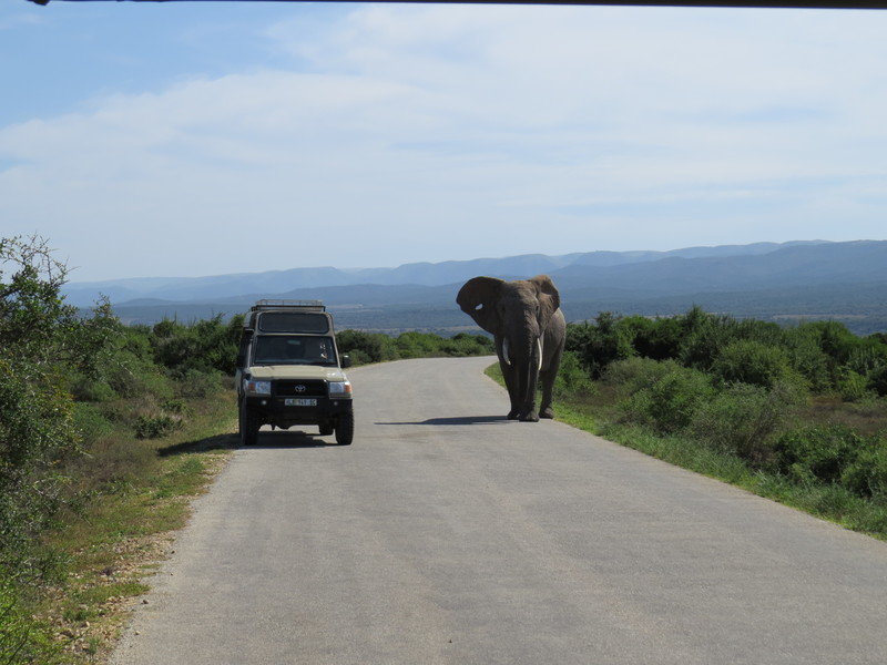 Rondreis Zuid-Afrika Addo NP