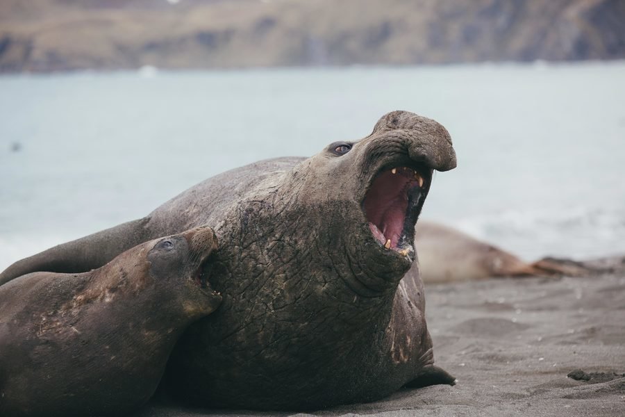 Antarctica poolrondreis eclips 