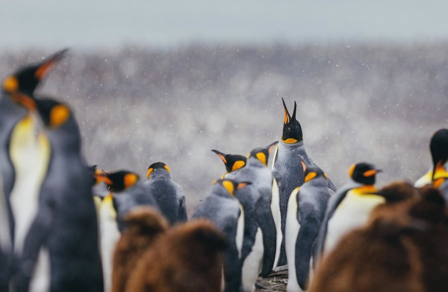 Antarctica poolrondreis eclips 