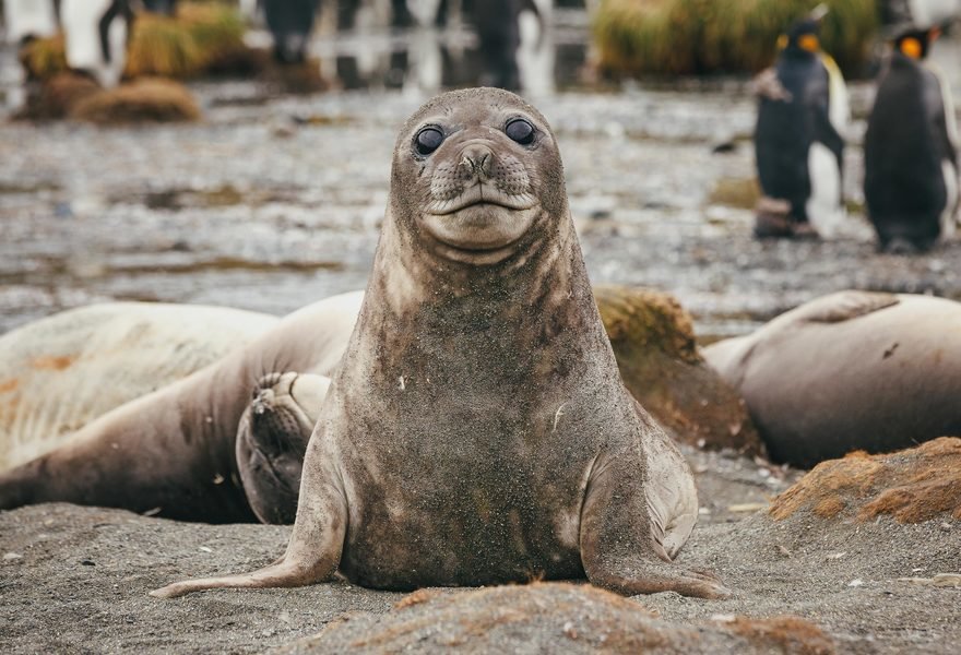 Antarctica poolrondreis eclips 