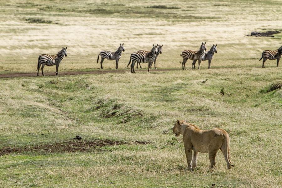 Leeuw in de Ngorongoro