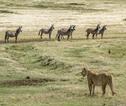 Leeuw in de Ngorongoro