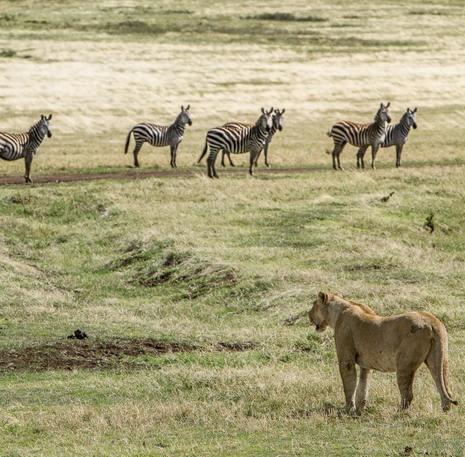 Leeuw in de Ngorongoro