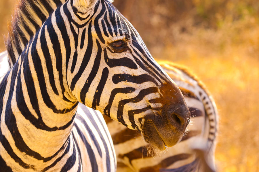 zebra's in Serengeti
