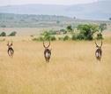 Rondreis Kenia en Tanzania Masai Mara