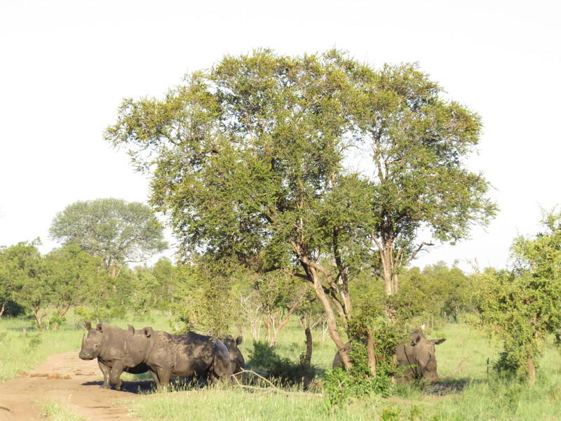 Zuid-Afrika en Mozambique Krugerpark