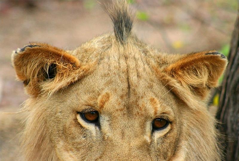 Zuid-Afrika en Mozambique